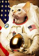 Image result for Scaratch Cat Astronaut