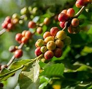 Image result for Plants That Naturally Contain Caffeine