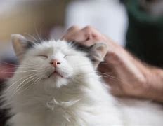 Image result for Cat Purring Diagram