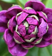 Image result for Rhododendron (AJ) Moederkensdag