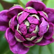 Image result for Rhododendron (AJ) Moederkensdag