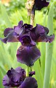 Image result for Iris Superstition (Germanica-Group)