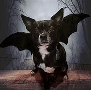 Image result for Bat Dog