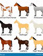 Image result for Horse Breeds Chart