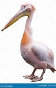 Image result for Pink Pelican PCB Florida