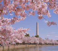 Image result for Washington DC Notary Acknowledgement Form