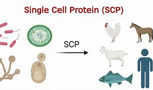 single-cell protein 的图像结果