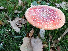 Image result for agaric�ceo