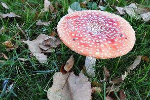 Image result for agaric�deo