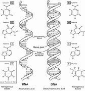 Image result for A Nucleic Acid