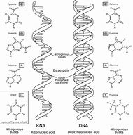 Image result for Nucleotide vs Nucleic Acid