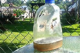 Image result for Plastic Bottle Fly Trap