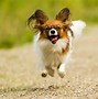 Image result for Small Dog in the World