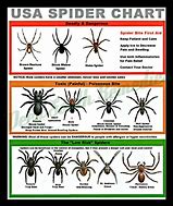 Image result for Alberta Spiders Identification Chart