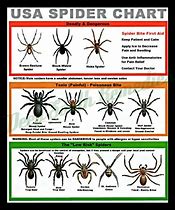 Image result for Araneus Nordmanni Spider Identification Chart