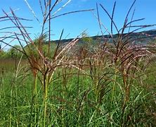 Image result for Miscanthus sin. Roter Pfeil