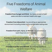 Image result for Animal Freedom