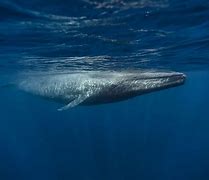 Image result for Largest Ocean Animal