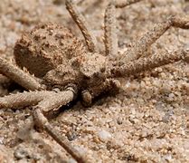 Image result for 6 Eyed Sand Spider