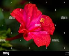 Image result for 4 Petal Purple Flower