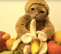 Image result for Banana Time Cat