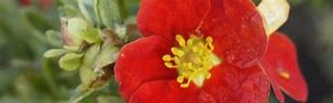 Image result for Potentilla fruticosa Red Lady