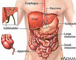 Image result for abdominal organ