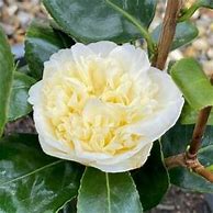 Obraz znaleziony dla: Camellia japonica Jurys Yellow