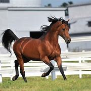 Image result for Canadian Morgan Horse