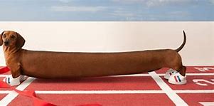 Image result for 1 Meter Long Weiner