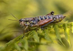 Image result for Bugs That Look Like Crickets