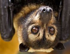 Image result for Spectacled Flying-Fox