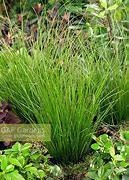 Image result for Carex howardii Phoenix Green