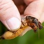 Image result for caelifera small moles cricket