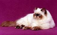 Image result for Chocolate Persian Cat