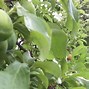 Image result for Peach Plum Pear Apple Tree