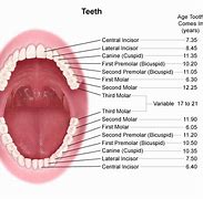 Image result for Anatomy of Teeth in Mouth