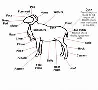 Image result for Label Parts of the Ram