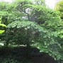 Image result for Styrax japonicus