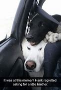 Image result for Protection Doggo Meme