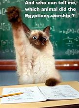 Image result for Cats in School Meme