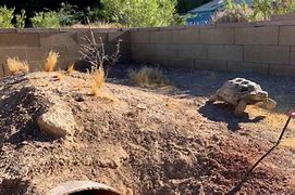 Image result for Desert Tortoise Plant World Las Vegas