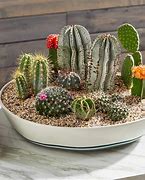 Image result for Cactus Dish Garden