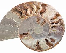 Image result for Ammonoid