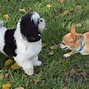 Image result for Make It a Great Day Puppies