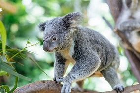 Image result for Koala Poop