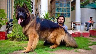 Image result for World Biggest German Shepherd Dog