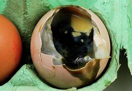 Image result for Rotten Egg