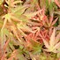 Image result for Acer palmatum Wilsons Pink Dwarf