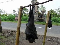 Image result for Giant Flying Foxes